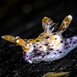 Thecacera sp. 15