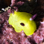 Verconia sp. 5